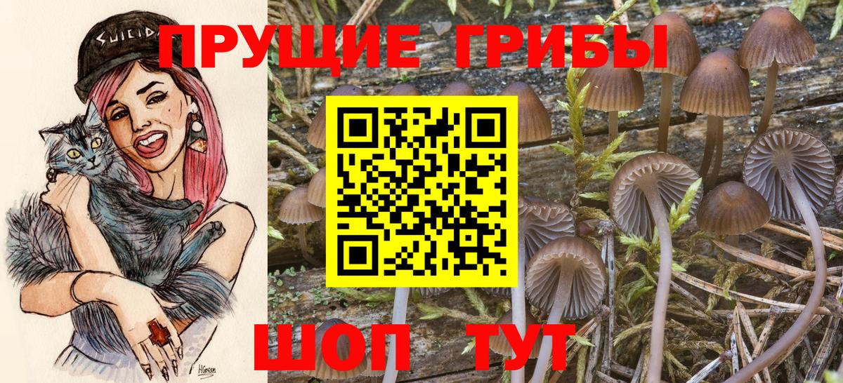 Севастополь  закладка  Вход с VPN  Псилоцибиновые грибы GOLDEN TEACHER 